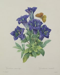 Gentiana acaulis (trumpet gentian), engraved by Langlois, from 